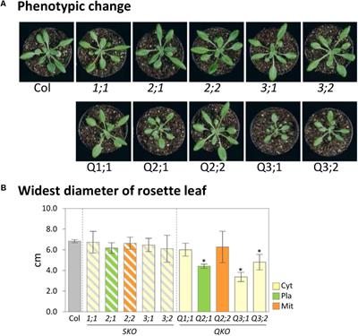 The Effect of Single and Multiple SERAT Mutants on Serine and Sulfur Metabolism